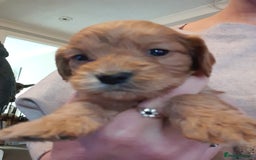 Cockapoo dogs for sale: Stunning litter of cockapoos  - Advert 14