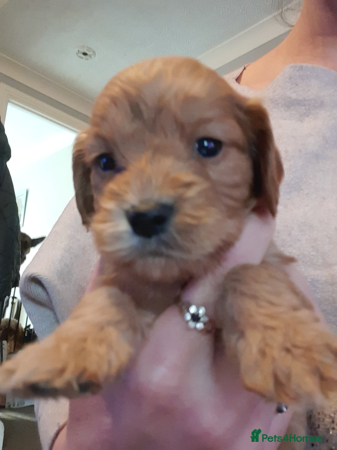 Cockapoo dogs for sale: Stunning litter of cockapoos  - Advert 14
