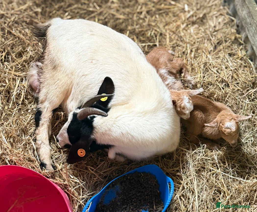 Goats livestock Friendly large type Pygmy nanny goat - Advert 18