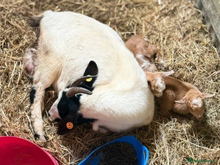 Goats livestock - Advert 16