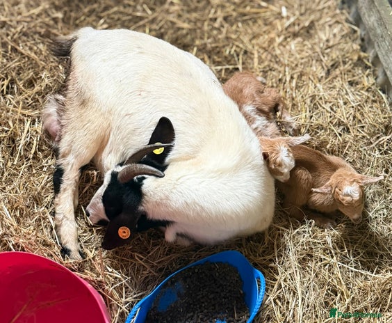 Goats livestock - Advert 7