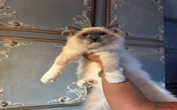 Ragdoll cats for sale: Ragdoll and Bengal  - Image 4