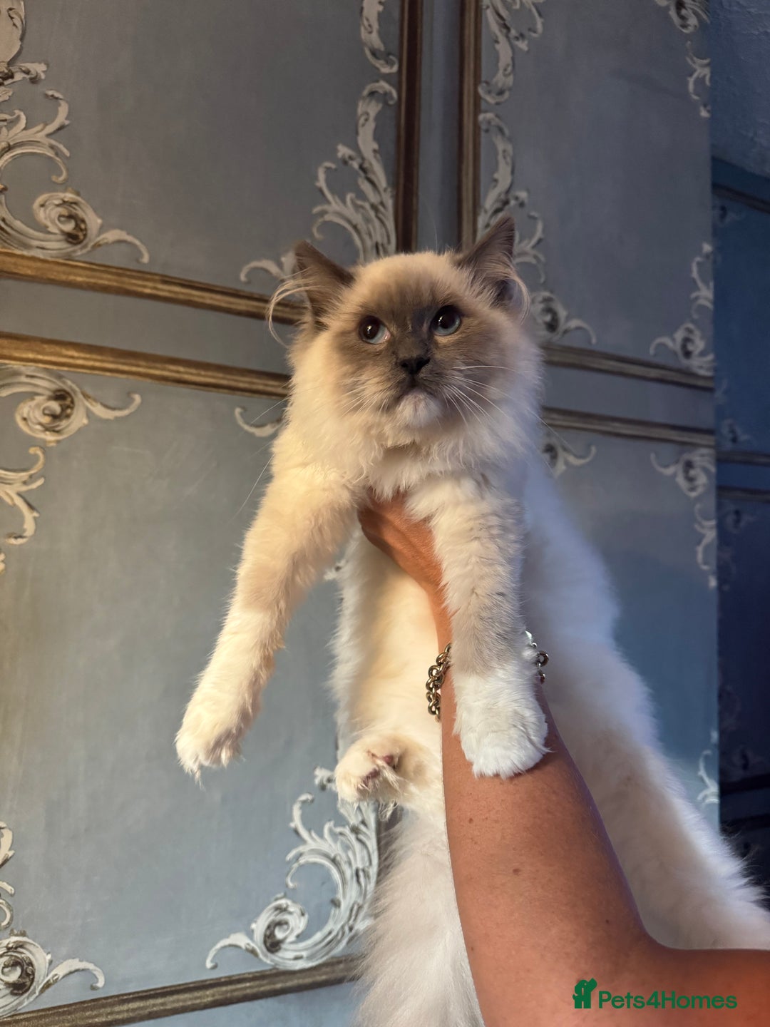 Ragdoll cats for sale: Ragdoll and Bengal  - Image 4