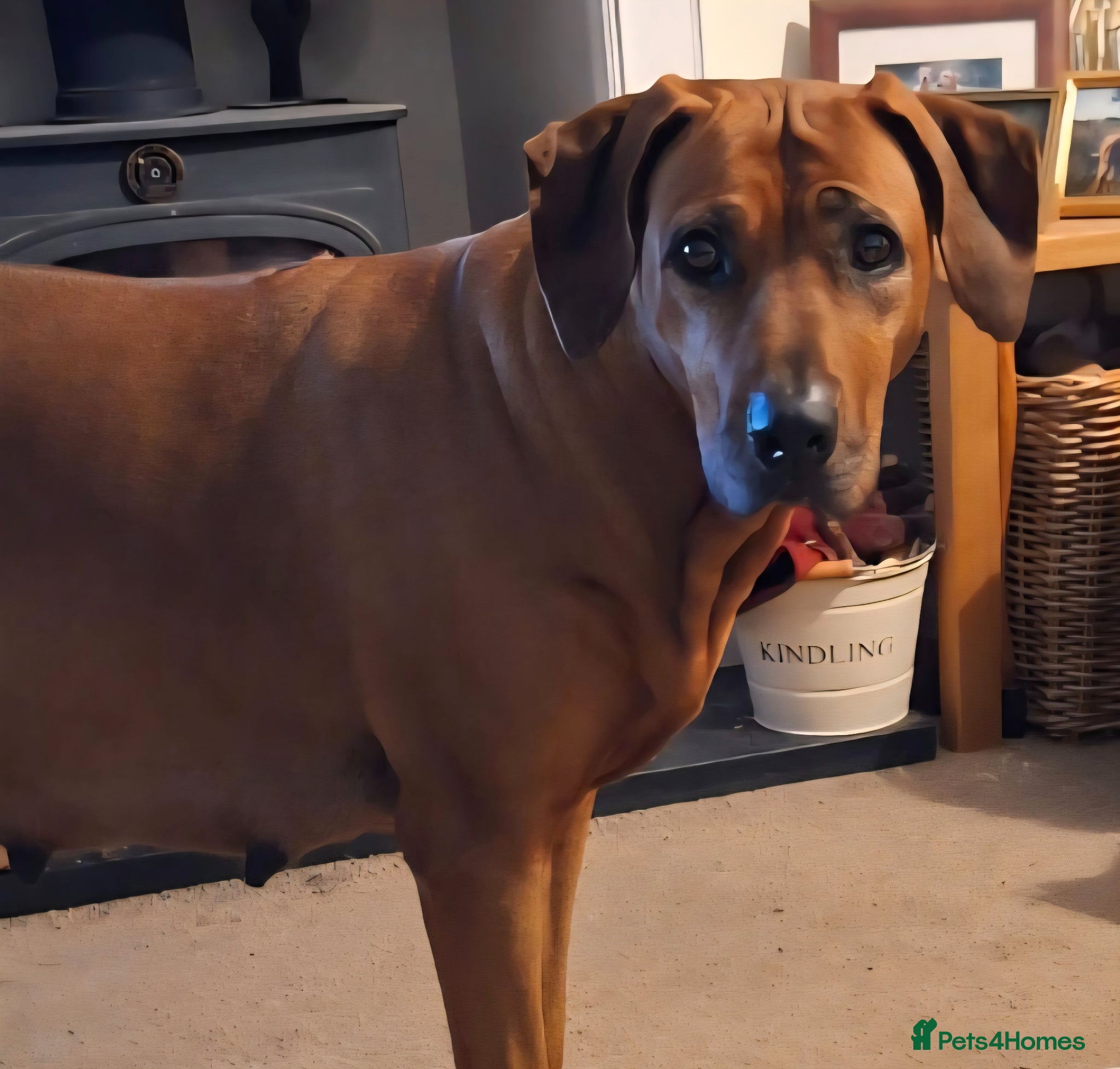 Rhodesian Ridgeback dogs Rhodesian Ridgeback Puppies KC Health Elb Hip JME - Advert 5