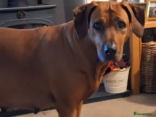 Rhodesian Ridgeback dogs Rhodesian Ridgeback Puppies KC Health Elb Hip JME - Advert 2