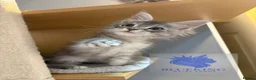 Maine Coon cats for sale: Stunning TICA registered Maine coon female kitten - Advert 7