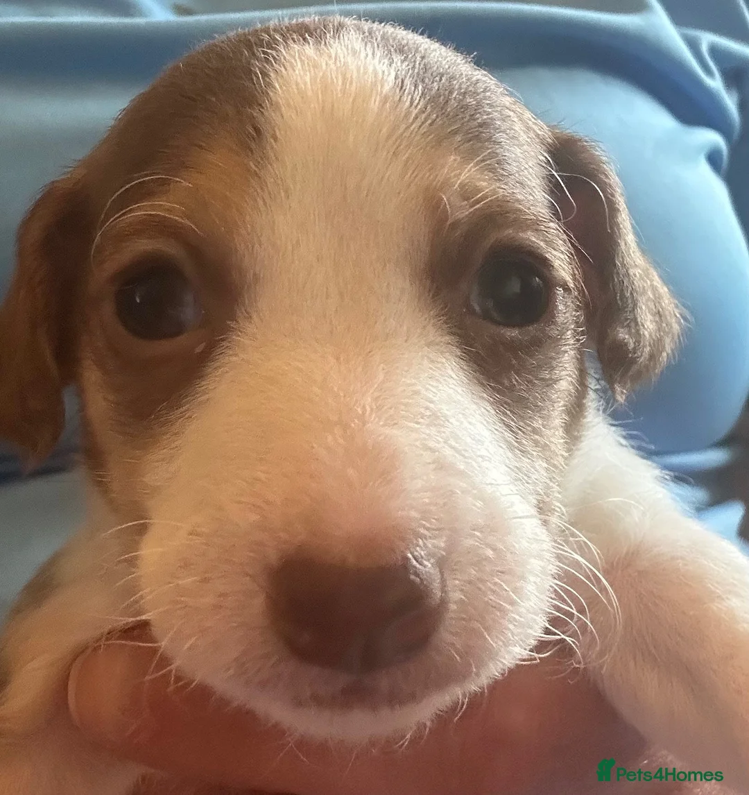Jack Russell dogs for sale: 2 female Jack Russell pups - Advert 3