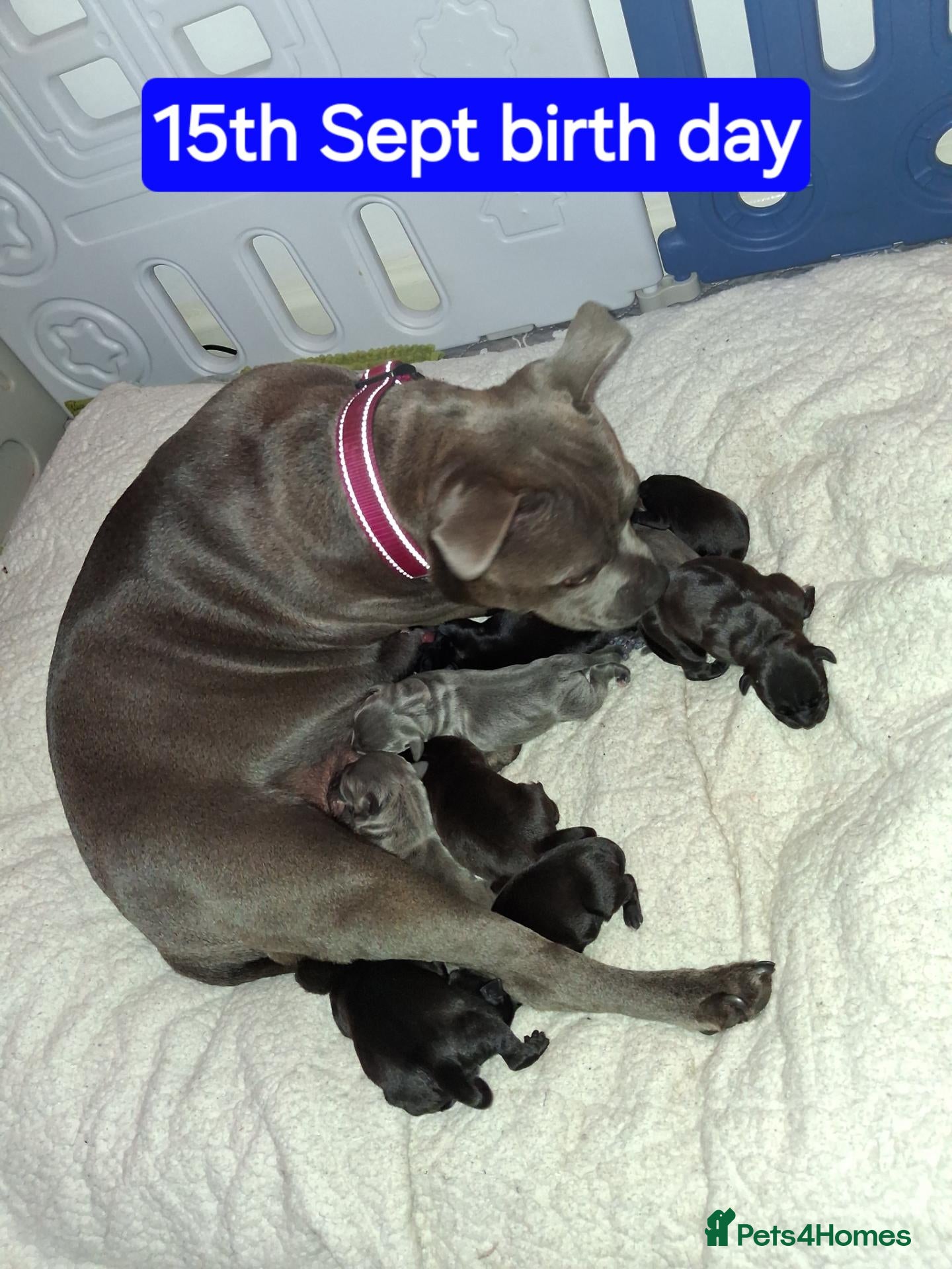 Staffordshire Bull Terrier dogs ONLY 3 LEFT from 7 Beautiful KC blue + black puppy - Advert 2