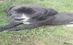 Mixed Breed dogs for sale: Cane Corso x Puppies  - Image 1