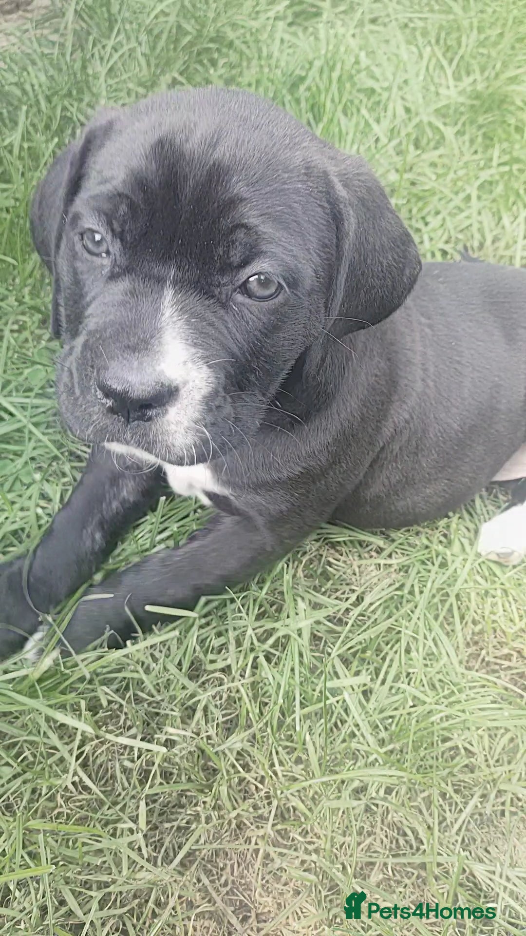 Mixed Breed dogs for sale: Cane Corso x Puppies  - Image 1