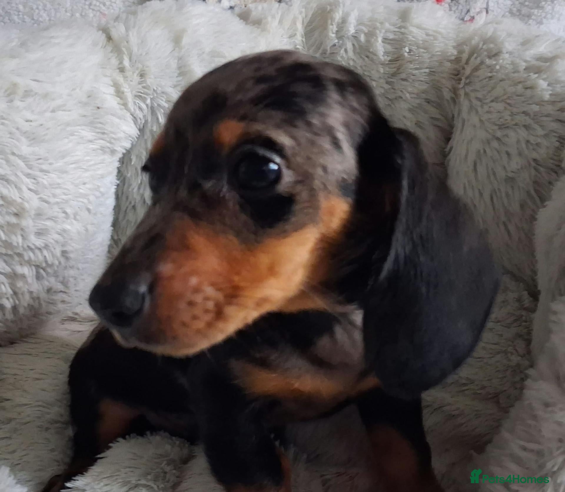 Miniature Dachshund dogs for sale: Stunning dapple Dachshund pups *Ready now* - Advert 1