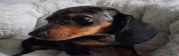 Miniature Dachshund dogs for sale: Stunning Dachshund pups *Ready now* - Advert 14