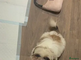 Shih Tzu dogs Luna - Advert 1