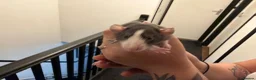 Rat rodents for sale: Adorable baby dumbo rats  - Advert 37