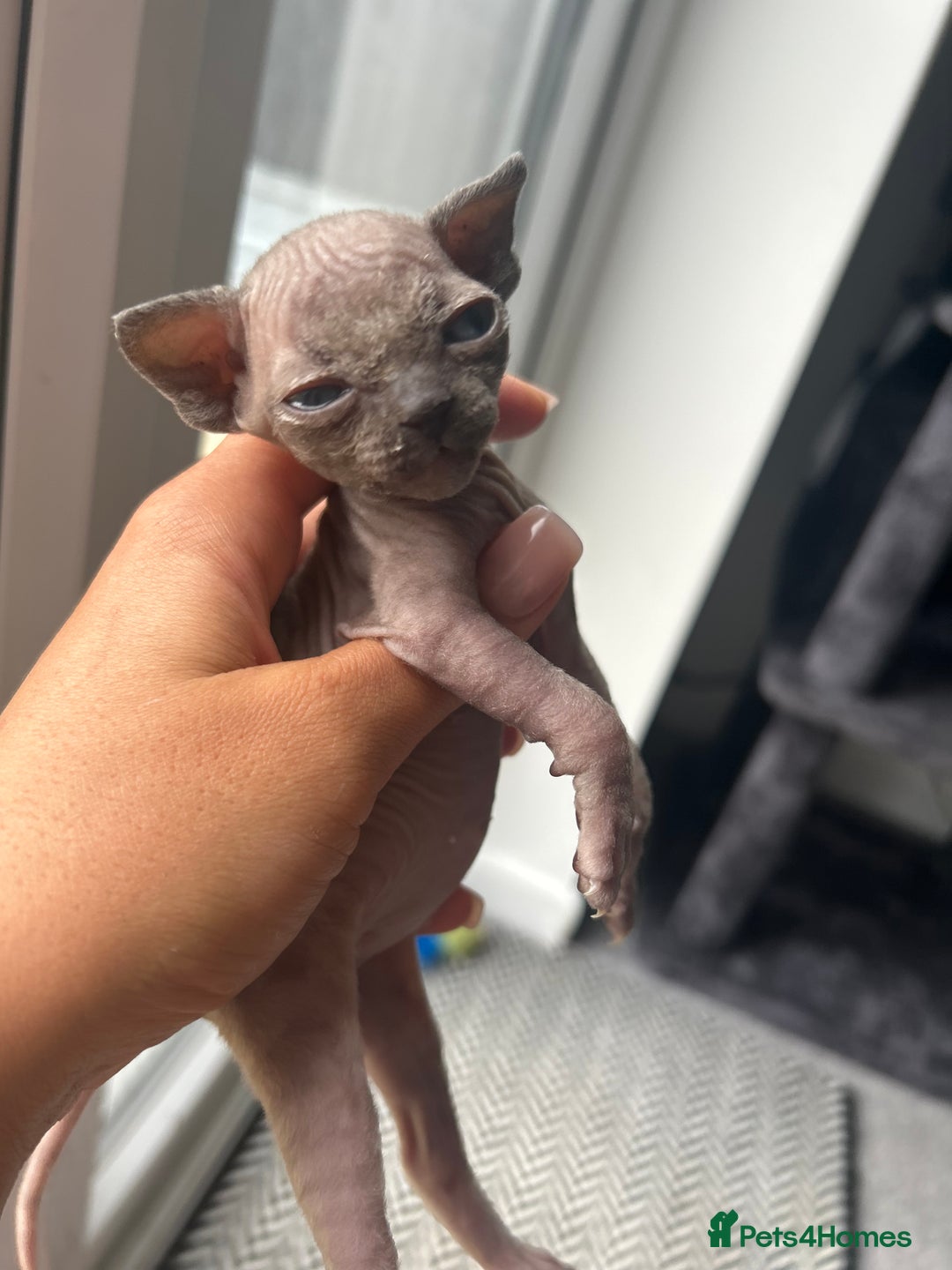 Sphynx cats for sale: Singleton male sphynx kitten  - Image 5