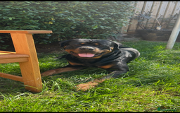 Rottweiler dogs for sale: Beautiful Rottweiler pups  - Image 12