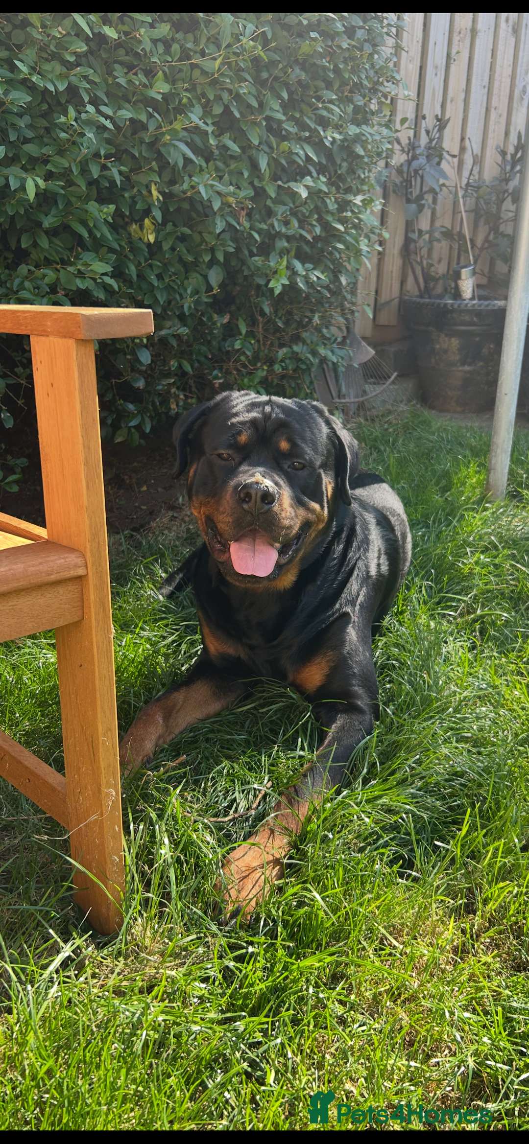 Rottweiler dogs for sale: Beautiful Rottweiler pups  - Image 12
