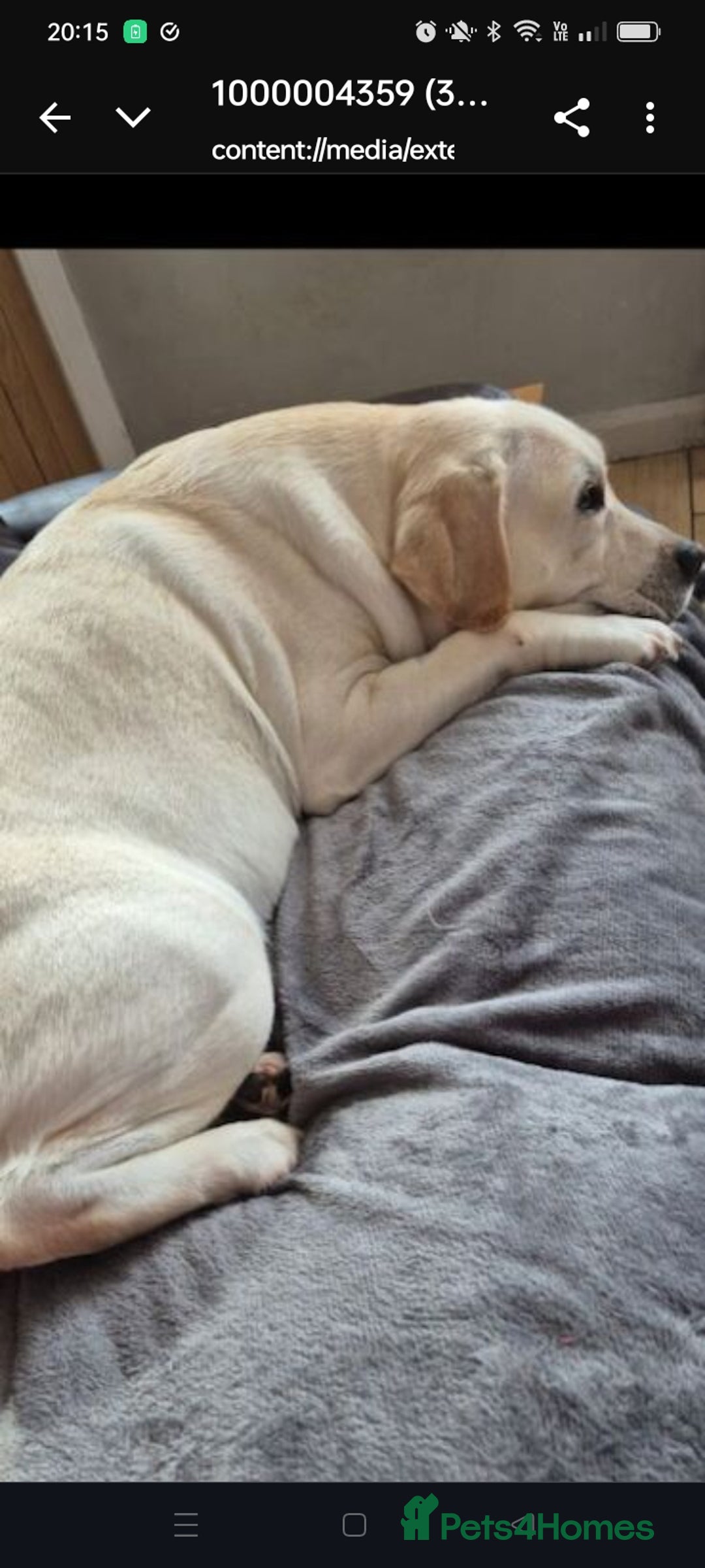 Labrador Retriever dogs for sale: Chunky beautiful ❤️ Yellow puppies . - Advert 7