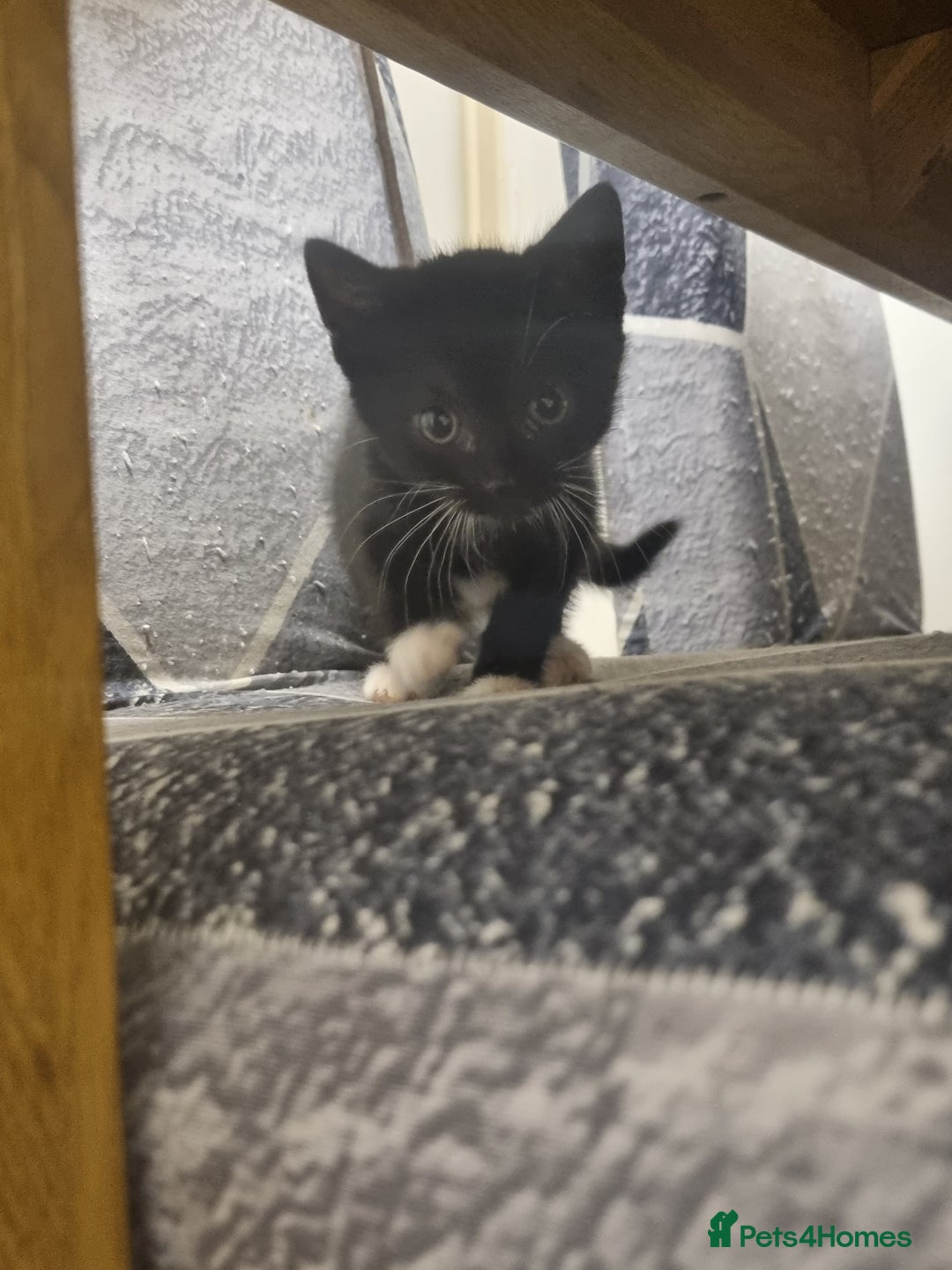 British Longhair cats for sale: 3 beautiful kittens  - Advert 3