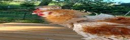 Chickens poultry for sale: Brahma and Frizzle Cockerels in Tarporley - Advert 4