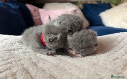 British Shorthair cats for sale: Outstanding kittens 😻 Champion line🥇🏆😻 - Image 13