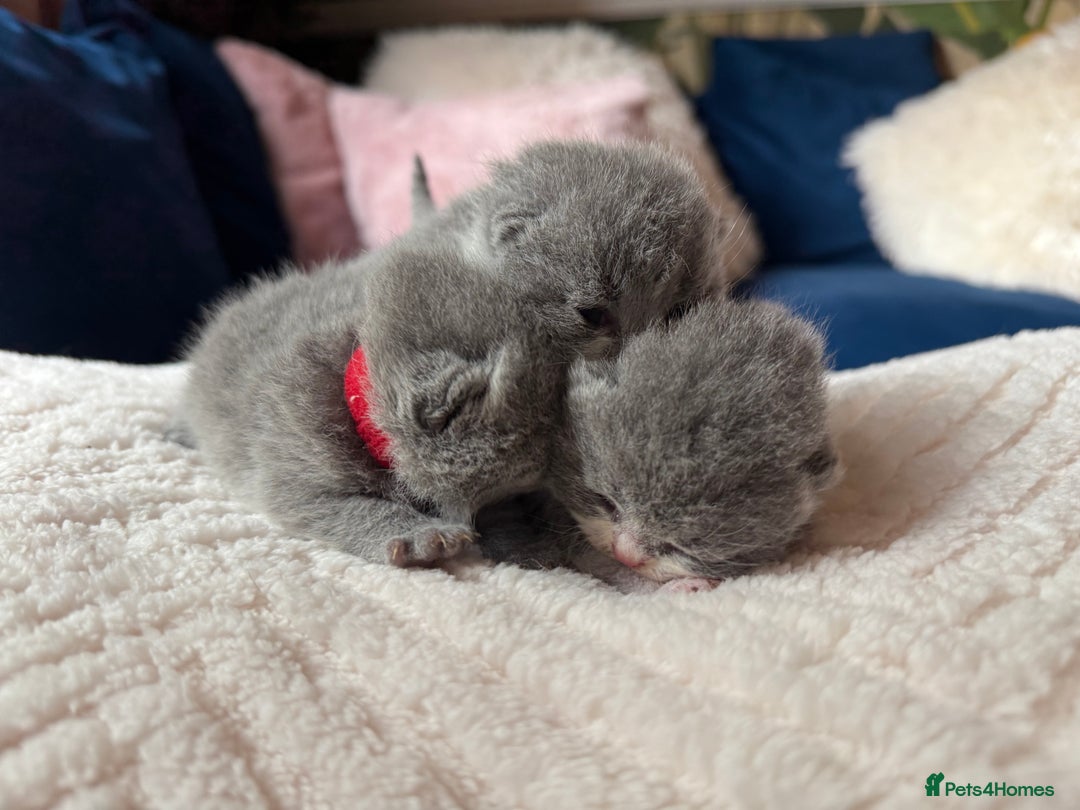 British Shorthair cats for sale: Outstanding kittens 😻 Champion line🥇🏆😻 - Image 13