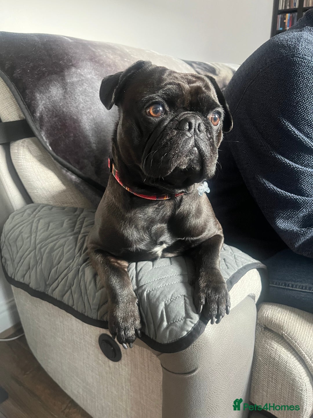 Frug dogs for sale: 18 month old male frug - Advert 1
