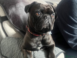 Frug dogs 18 month old male frug - Advert 2