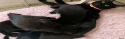 Mixed Breed cats for sale: Female kitten - Advert 1