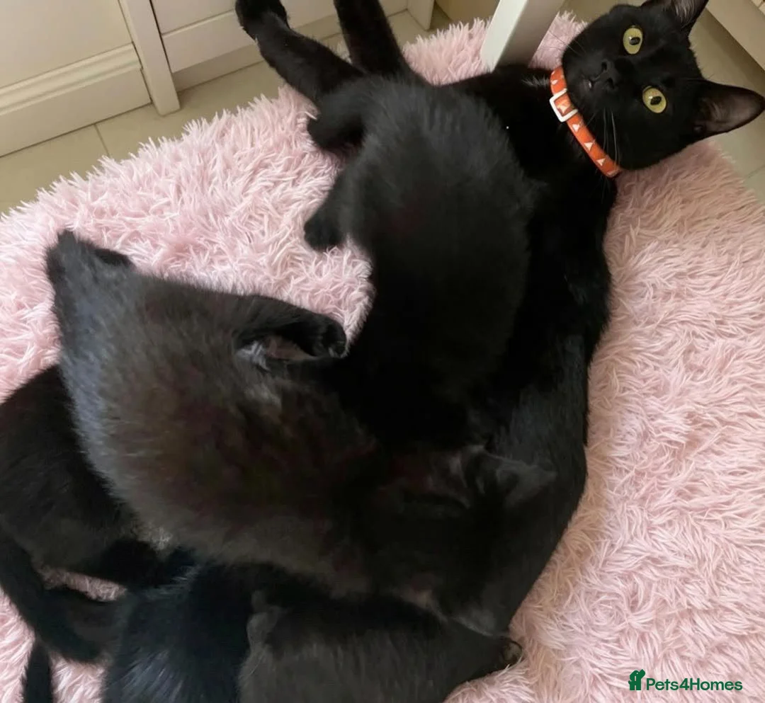 Mixed Breed cats for sale: Female kitten - Advert 1