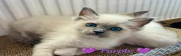 Ragdoll cats for sale: 6 beautiful pure ragdoll kittens - Advert 3