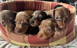 Miniature Dachshund dogs for sale: True miniature smooth coat dachshund puppies  - Image 1