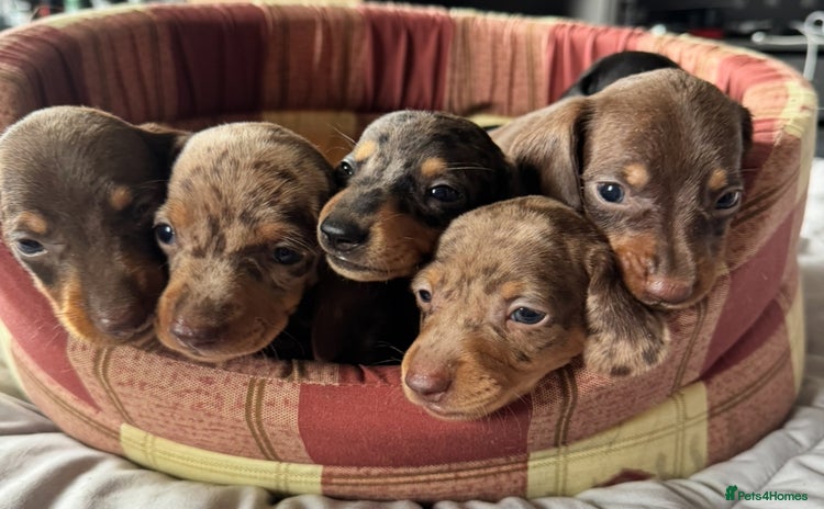 Miniature Dachshund dogs - Advert 3