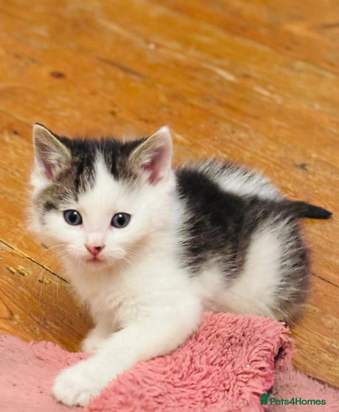 Mixed Breed cats for sale: Kitten stunning very affectionate mainecoon x 🐈 - Advert 2