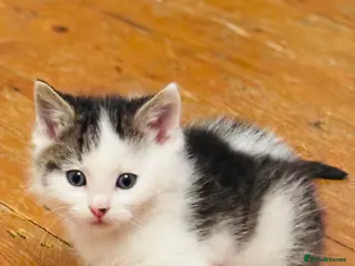 Mixed Breed cats Kittens Mainecoonxbengal READY today 3 boys ❤️😊 - Advert 10