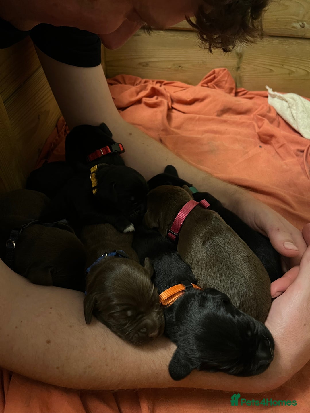 Springador dogs for sale: Springador Puppies for Sale  - Image 2