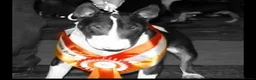 English Bull Terrier dogs for sale: 8 QUALITY BISONBULLIE BABIES  in Slough - Advert 36