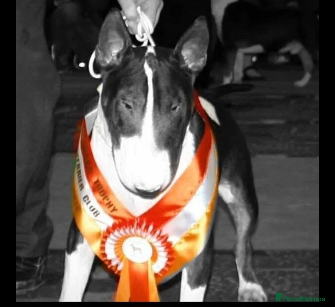 English Bull Terrier dogs for sale: 8 QUALITY BISONBULLIE BABIES  in Slough - Advert 36