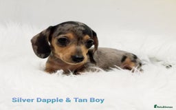 Miniature Dachshund dogs for sale: STUNNING KC DAPPLES. 5* breeder - Image 7