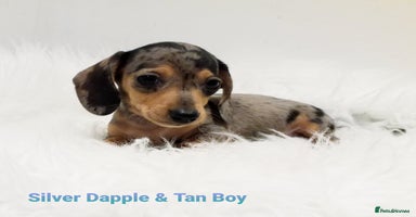 Miniature Dachshund dogs - Advert 3