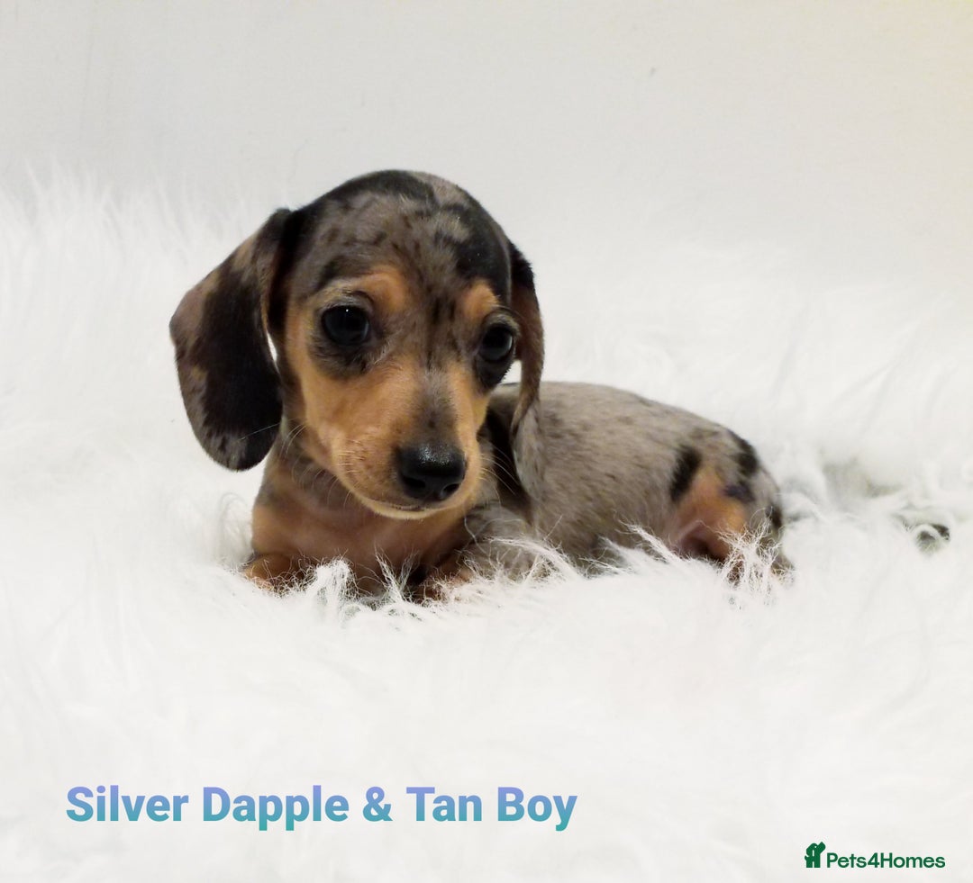 Miniature Dachshund dogs for sale: STUNNING KC DAPPLES. 5* breeder - Image 7