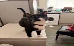 Abyssinian cats for sale: Female cat  - Image 2