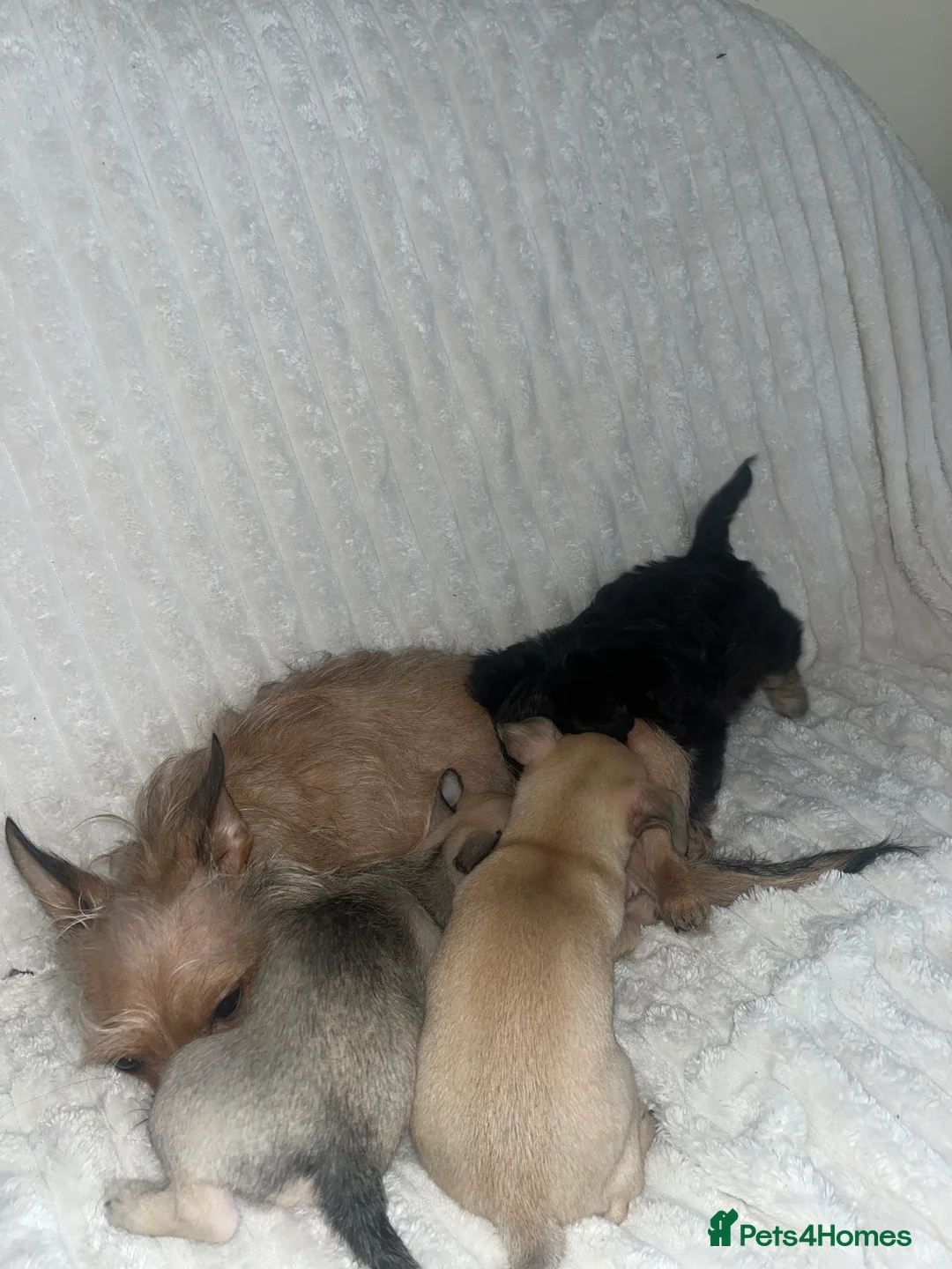 Chihuahua dogs for sale: Chihuahua puppy’s  - Advert 5