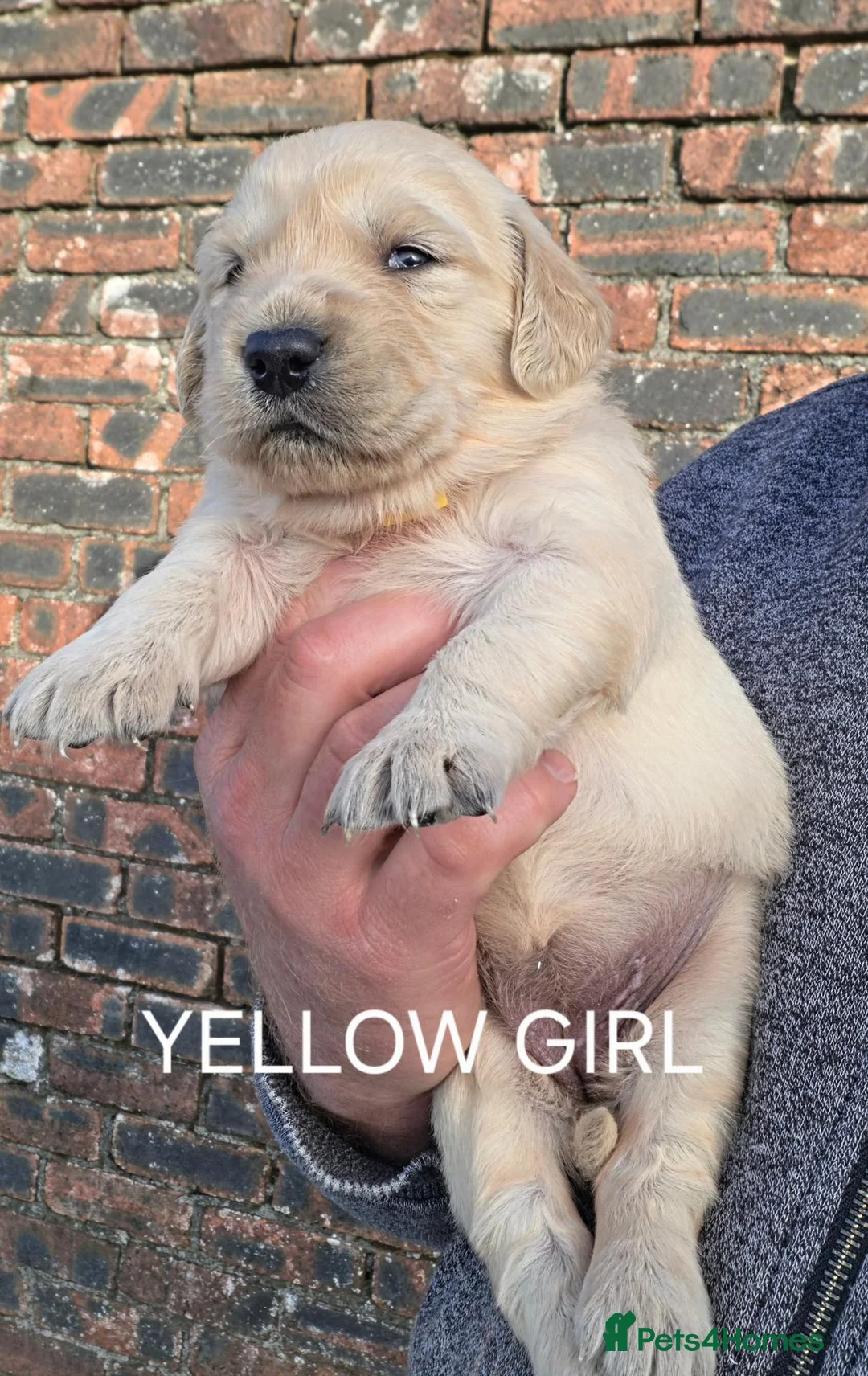 Golden Retriever dogs for sale: KC GOLDEN RETRIEVER PUPPIES HEALTH TESTED PARENTS - Advert 19
