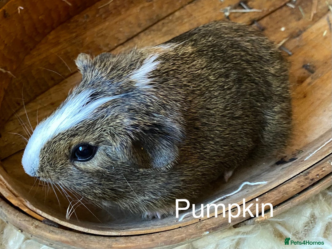 Guinea Pig rodents for sale: Lovely baby boy Guinea pigs - Image 4