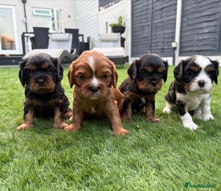 Cavalier King Charles Spaniel dogs Absolutely Beautiful King Charles Cavaliers  - Advert 2