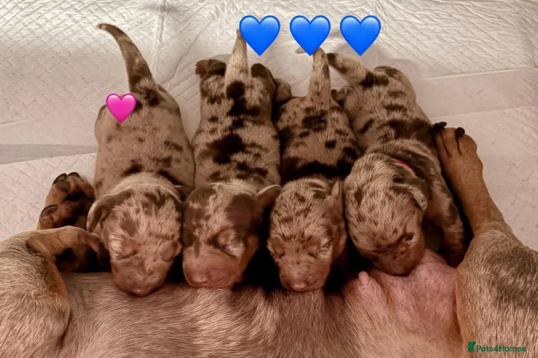 Miniature Dachshund dogs for sale: Miniature dachshunds  - Advert 1