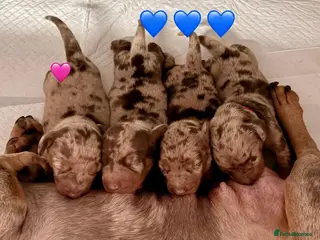 Miniature Dachshund dogs Miniature dachshunds - Advert 11