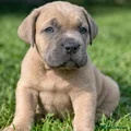 Cane Corso Puppy 3