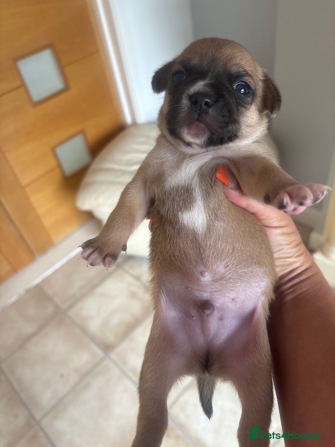 Mixed Breed dogs for sale: French billhuahua - Image 16